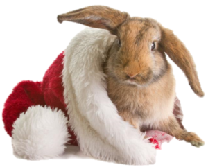 Christmas Rabbit